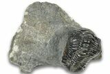 Arched Austerops Trilobite - Ofaten, Morocco #323727-3